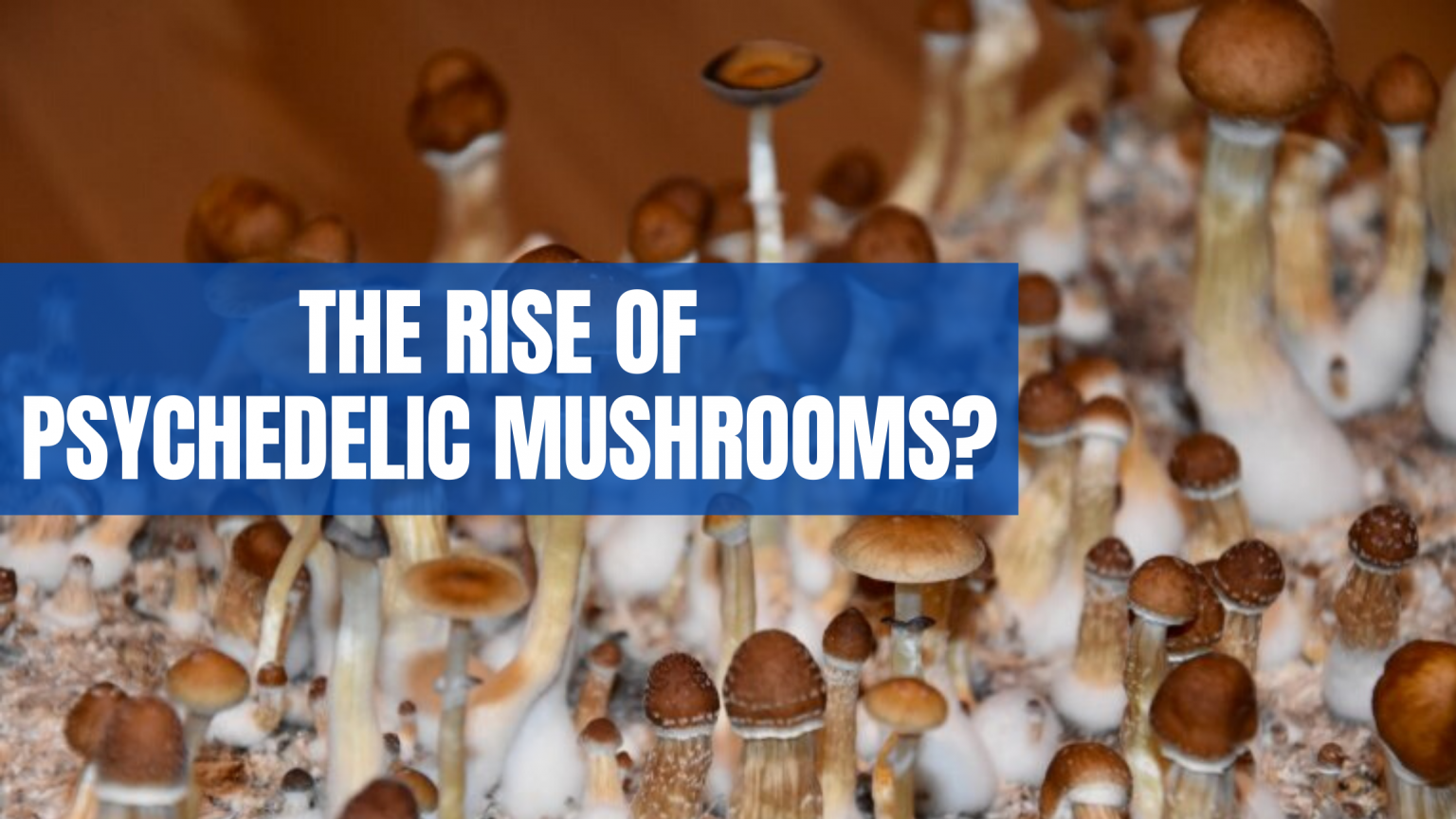 The Rise Of Psychedelic Mushrooms Sapphire Risk Advisory Group