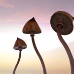 Natural Medicine Security Plan for Colorado Psilocybin Application